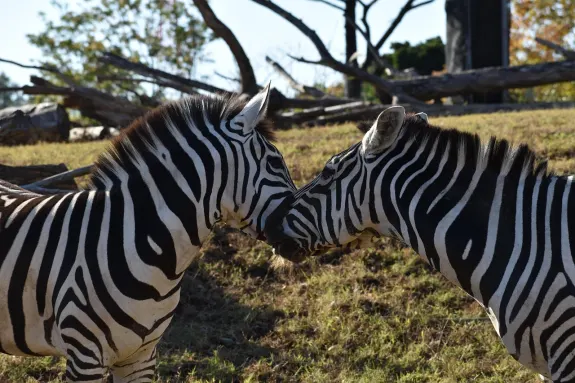 SlotsVentura Kazino Atbalsts